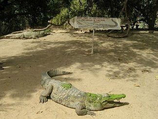 Kachikally crocodile pool